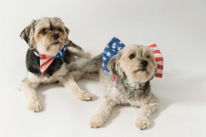 Two dogs wearing patriotic accessories