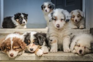 Photo puppies