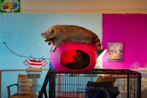 Photo Enrichment ideas for indoor cats