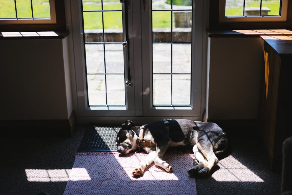 Photo Enrichment ideas for indoor dogs