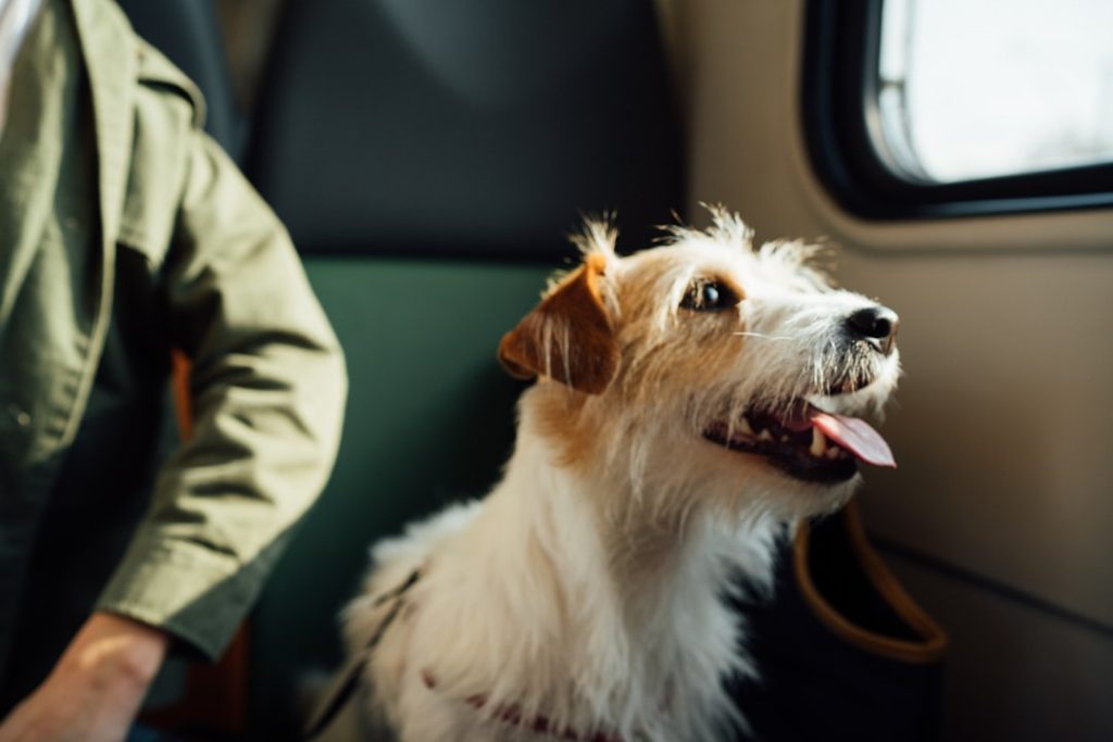 Photo Travel tips with dogs
