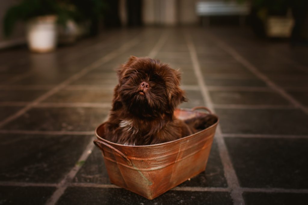Photo bathe my dog