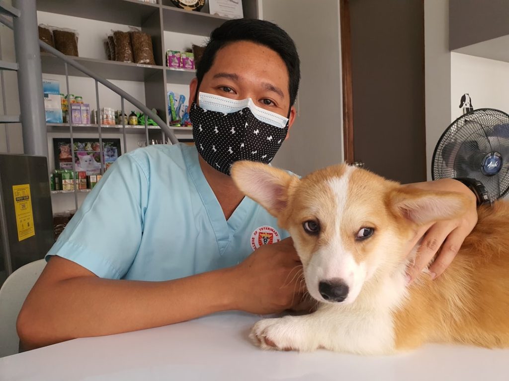 Photo toxic to pets