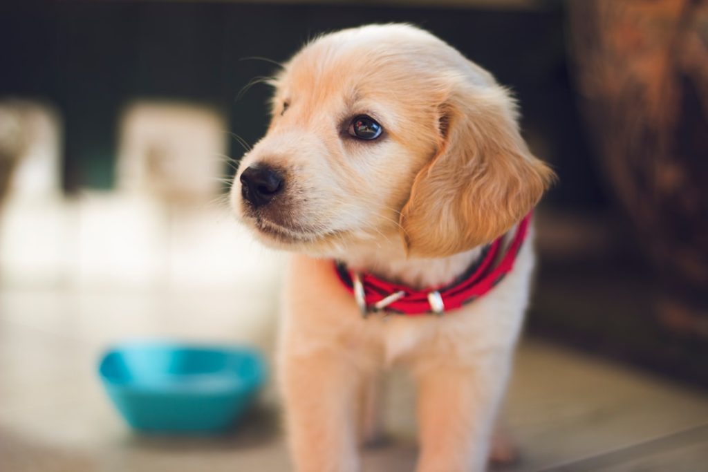 Photo puppy care guide