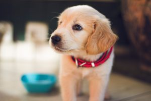 Photo puppy care guide