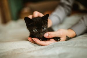 Photo kitten care guide