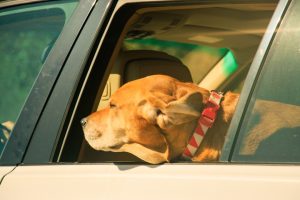 Photo car rides pets