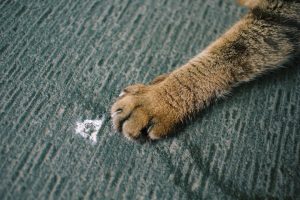 Photo Nail trimming tips for cats