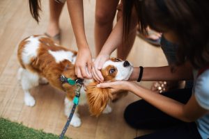 Photo Pet care tips