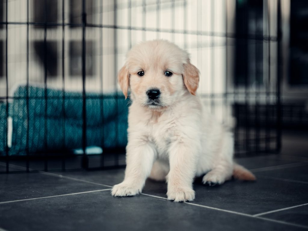 Photo crate training tips