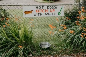 Photo heat safety tips dogs