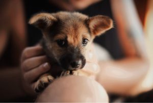 Photo puppy health tips