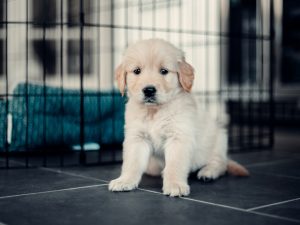 Photo crate training tips