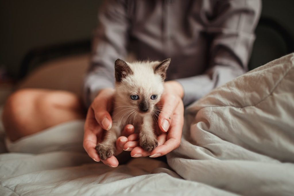 Photo kitten health tips