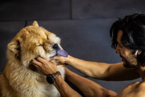 Photo preventive care dogs