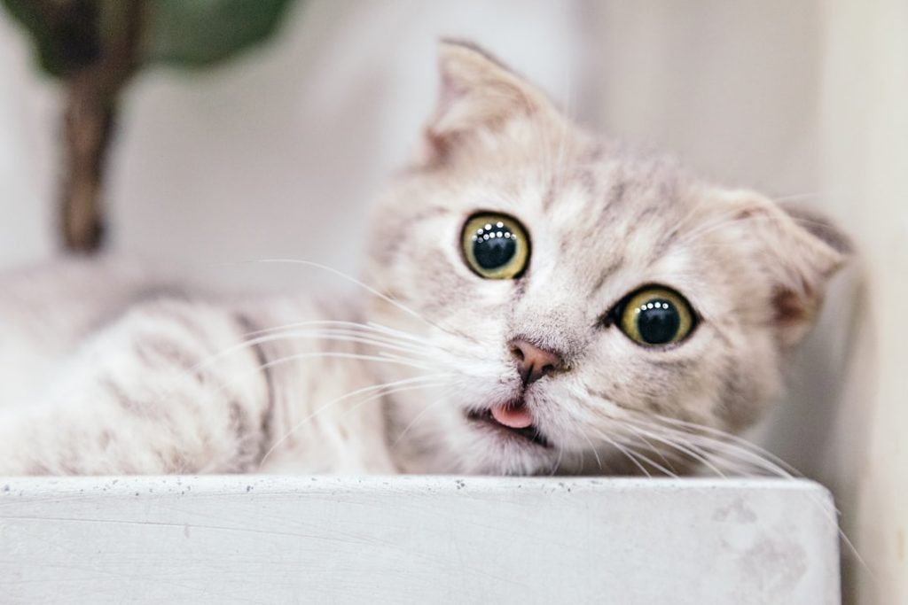 Photo preventive care cats