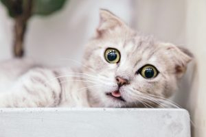 Photo preventive care cats